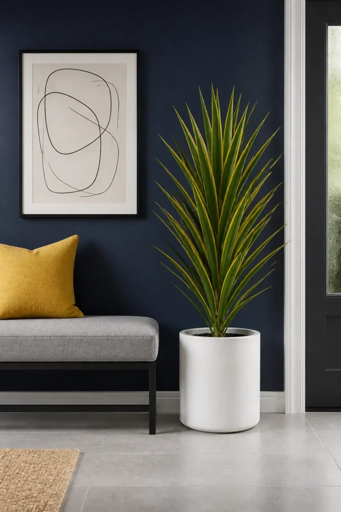A modern entryway with a variegated Dracaena plant matching a grey bench and navy blue wall.
