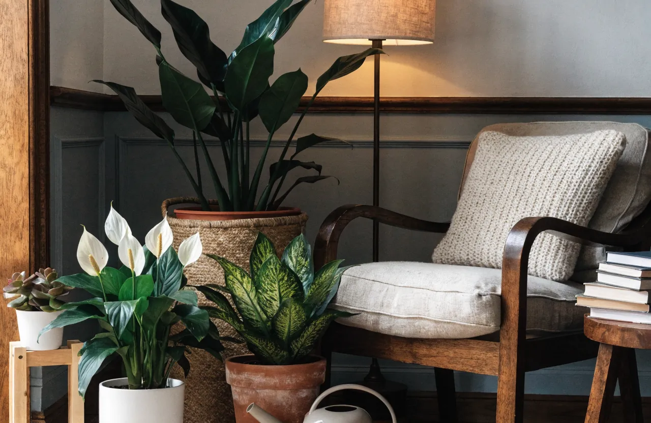 Low-light friendly plants placed near a cozy reading corner