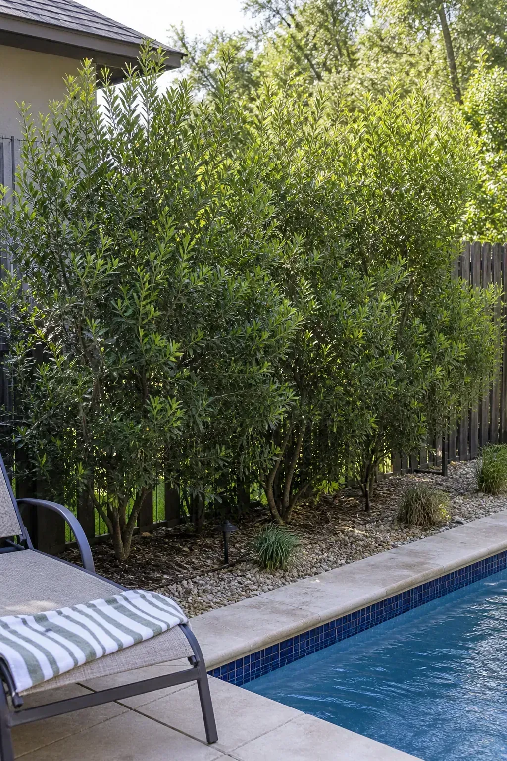 Wax myrtle shrubs creating informal evergreen privacy beside a pool