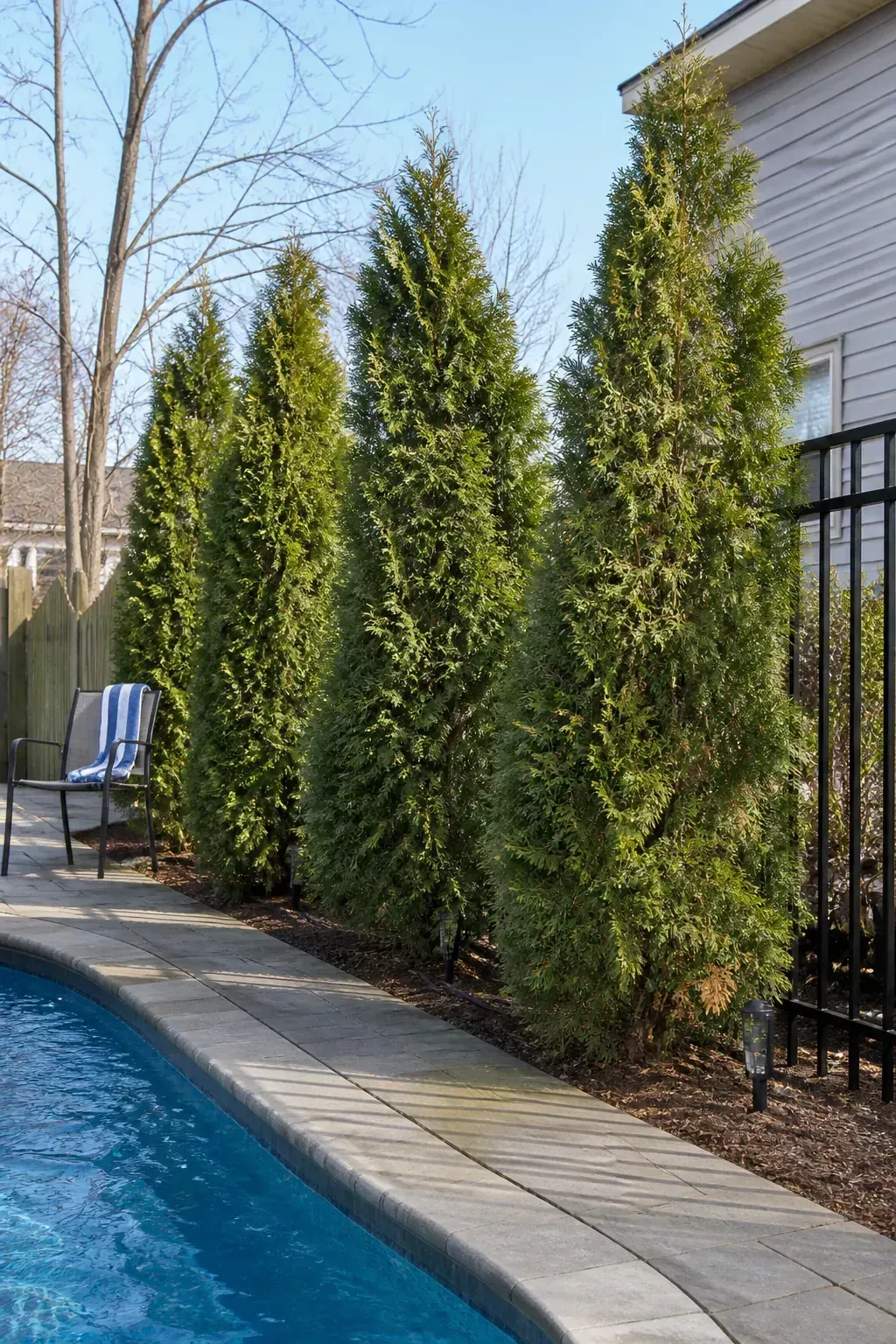 Arborvitae creating vertical pool privacy in a cold-climate yard