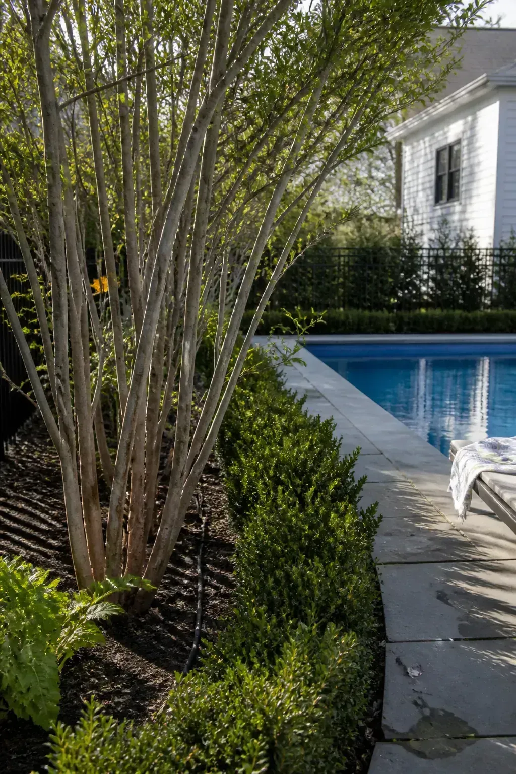 Multi-stem serviceberry adding seasonal structure near a pool