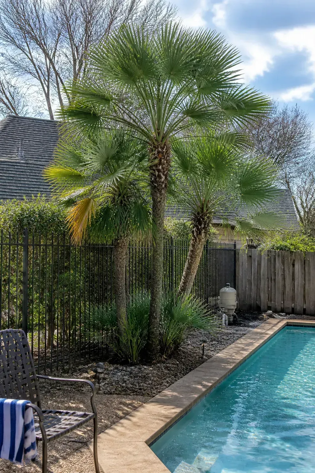 Windmill palm adding a vertical tropical accent beside a pool