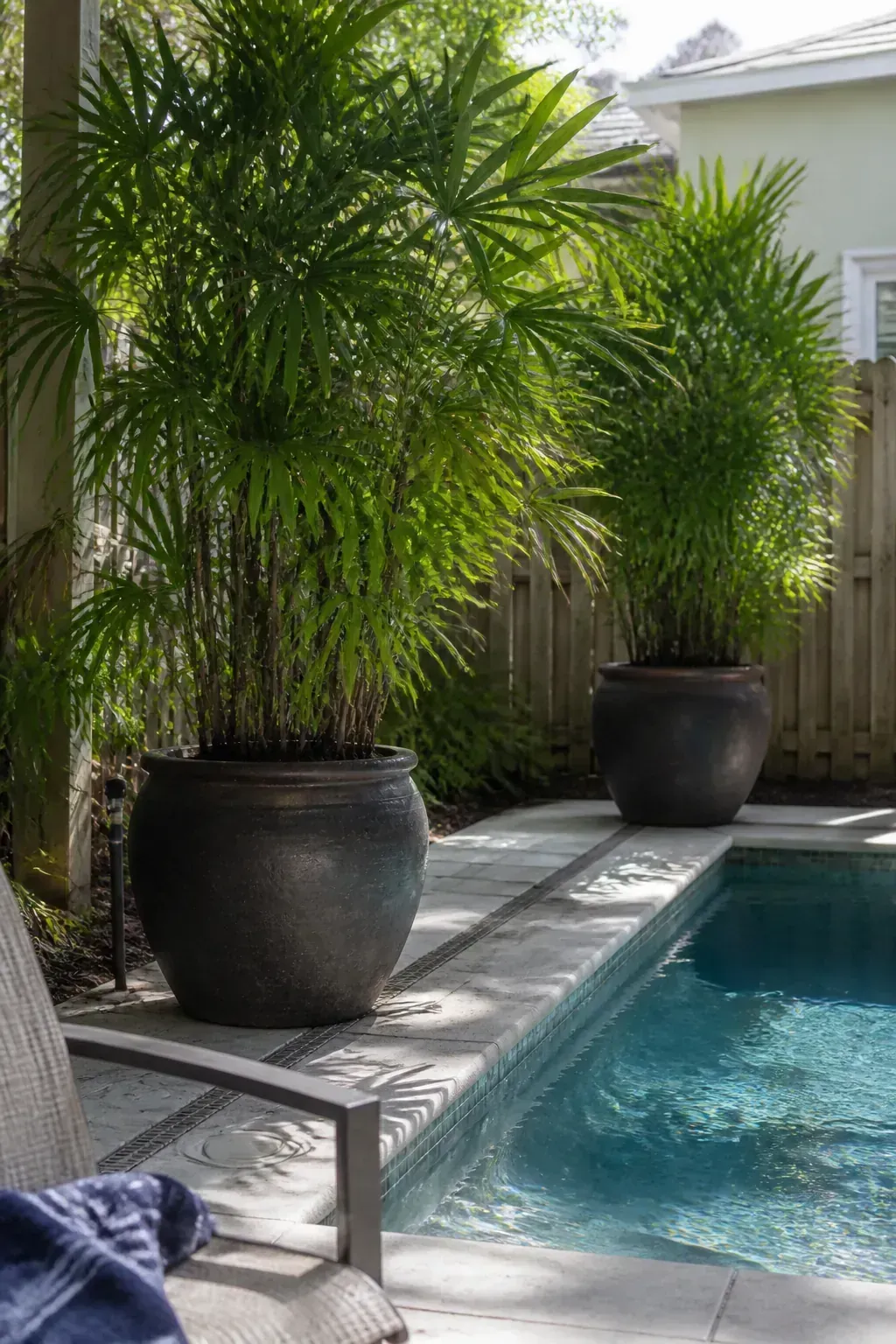 Lady palm in large containers softening a shaded pool terrace