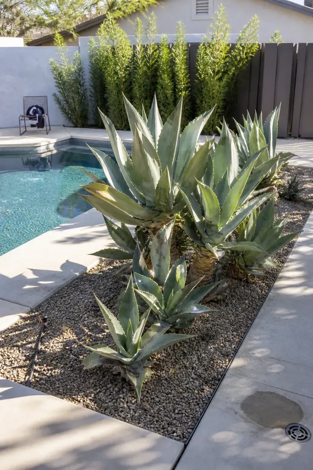 Soft-leaf agave adding sculptural form to a dry pool garden