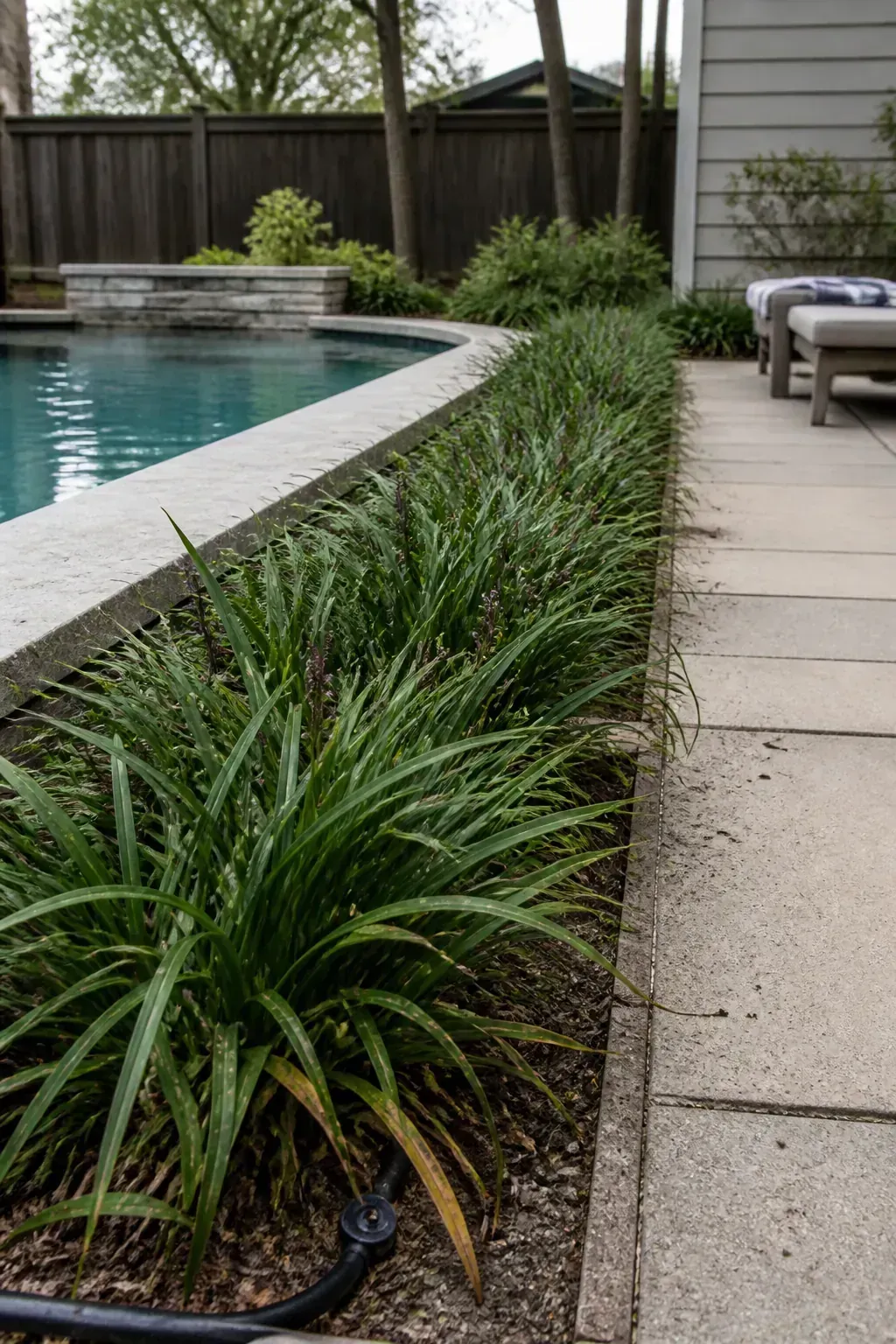 Liriope forming a low durable edge beside a pool walkway
