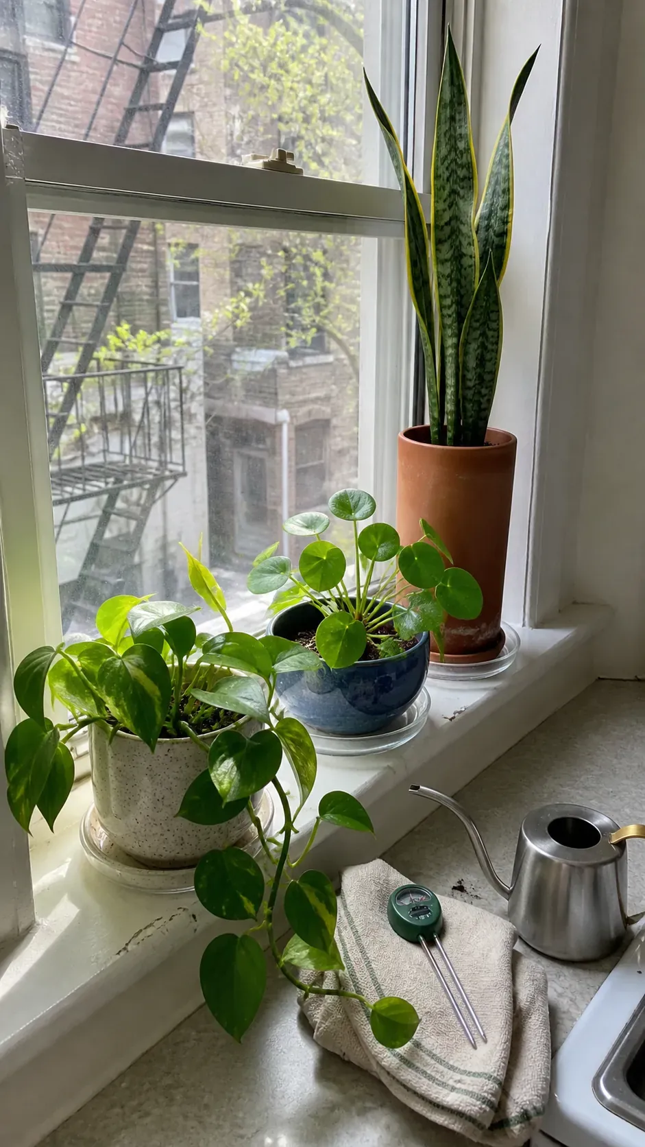 Small apartment window sill styled with three healthy houseplants
