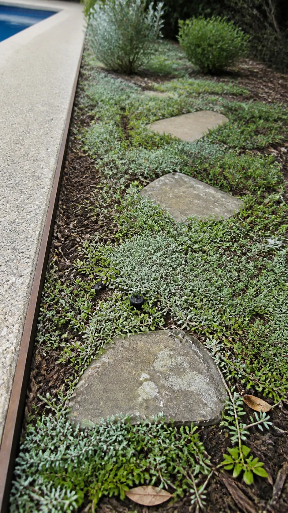 Climate-adapted groundcover filling a neat poolside planting strip