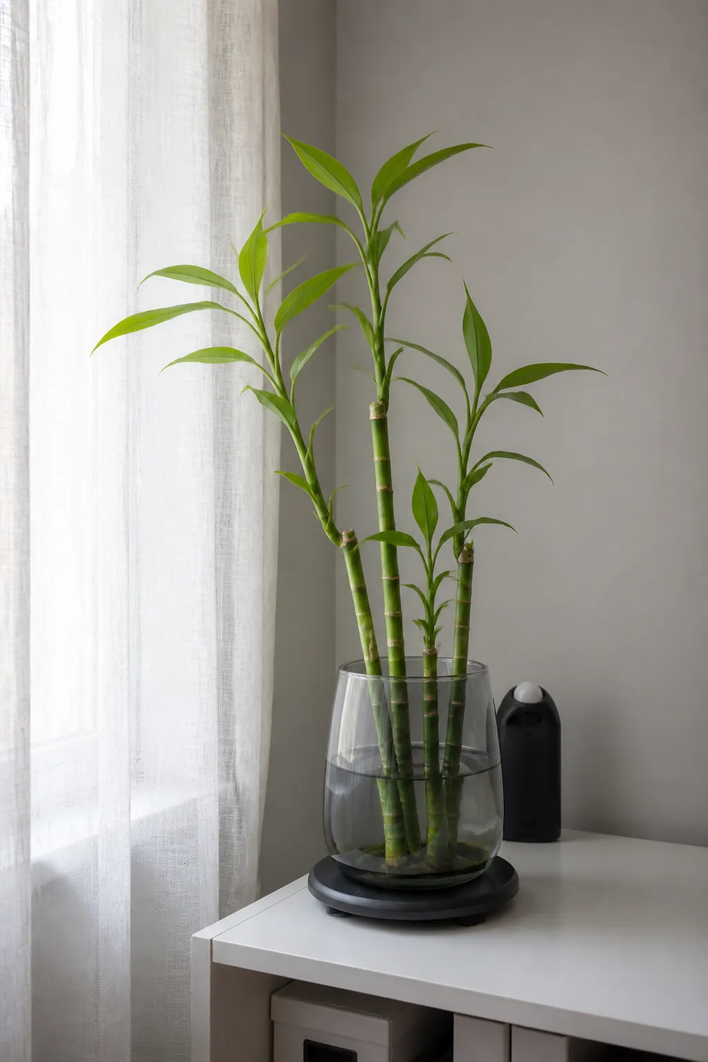Lucky bamboo receiving bright indirect light through a sheer curtain