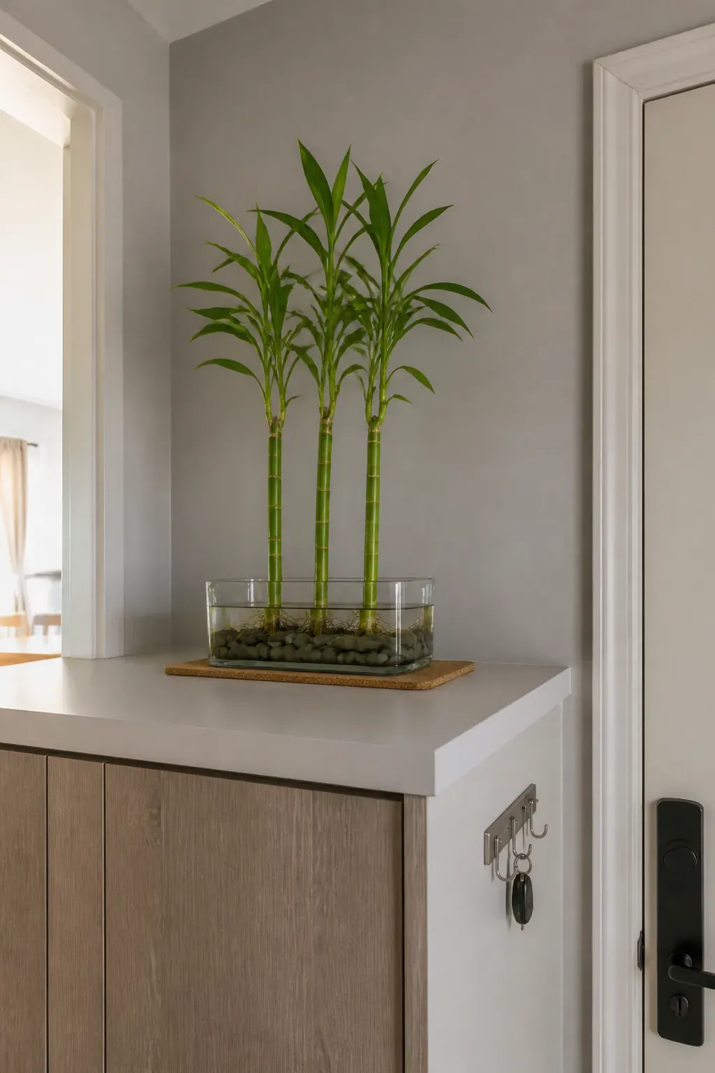 Lucky bamboo in a stable wide vessel on a safe indoor shelf