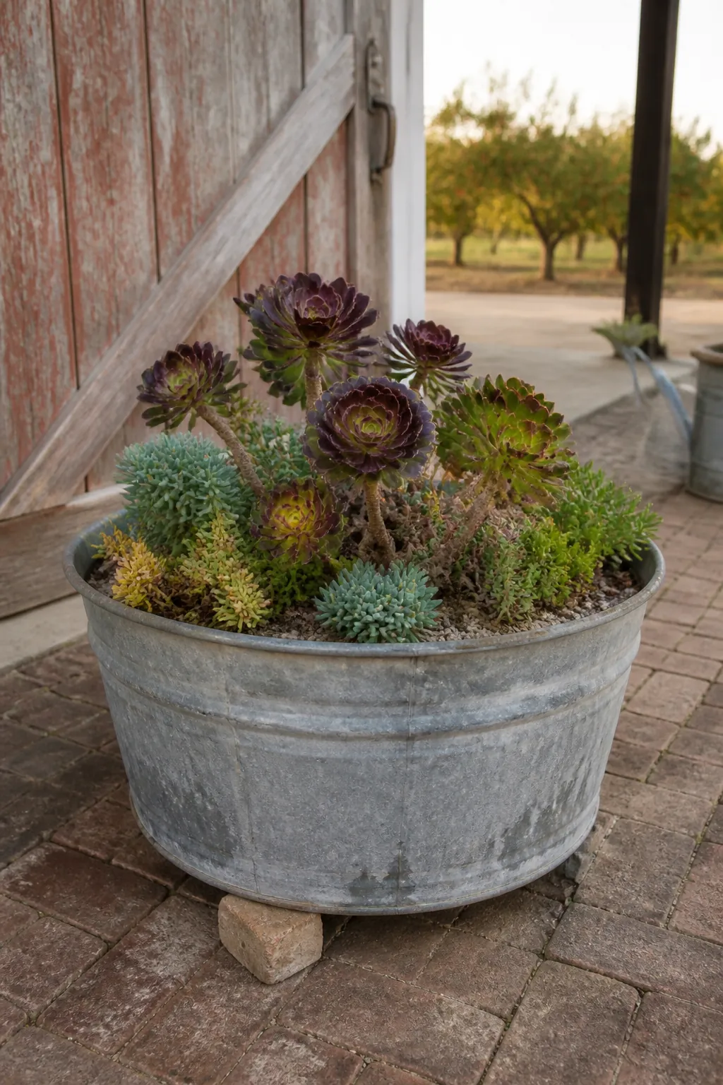 Galvanized wash tub holding layered aeoniums and sedums