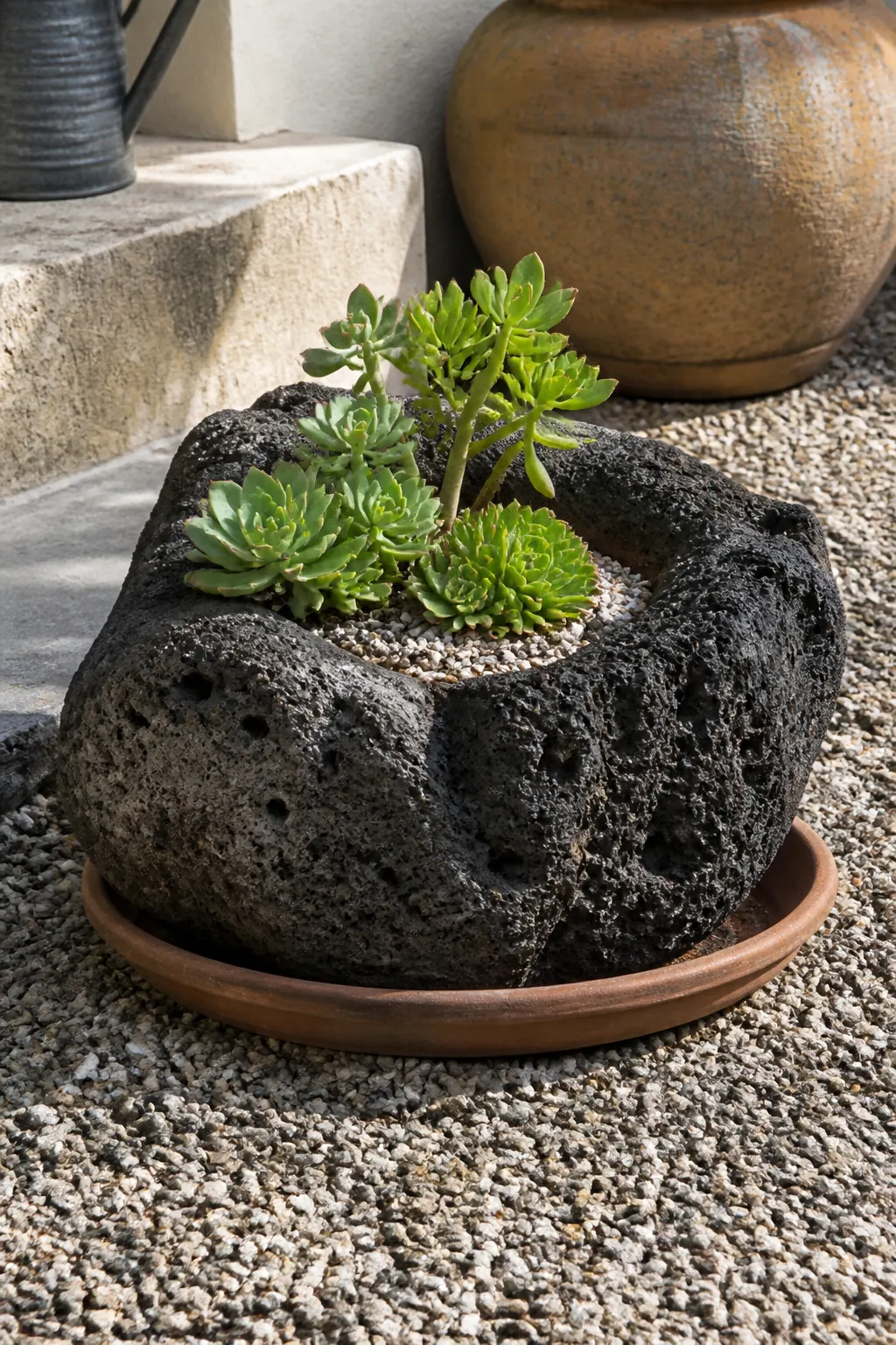 Succulent growing in a pocket of dark volcanic rock