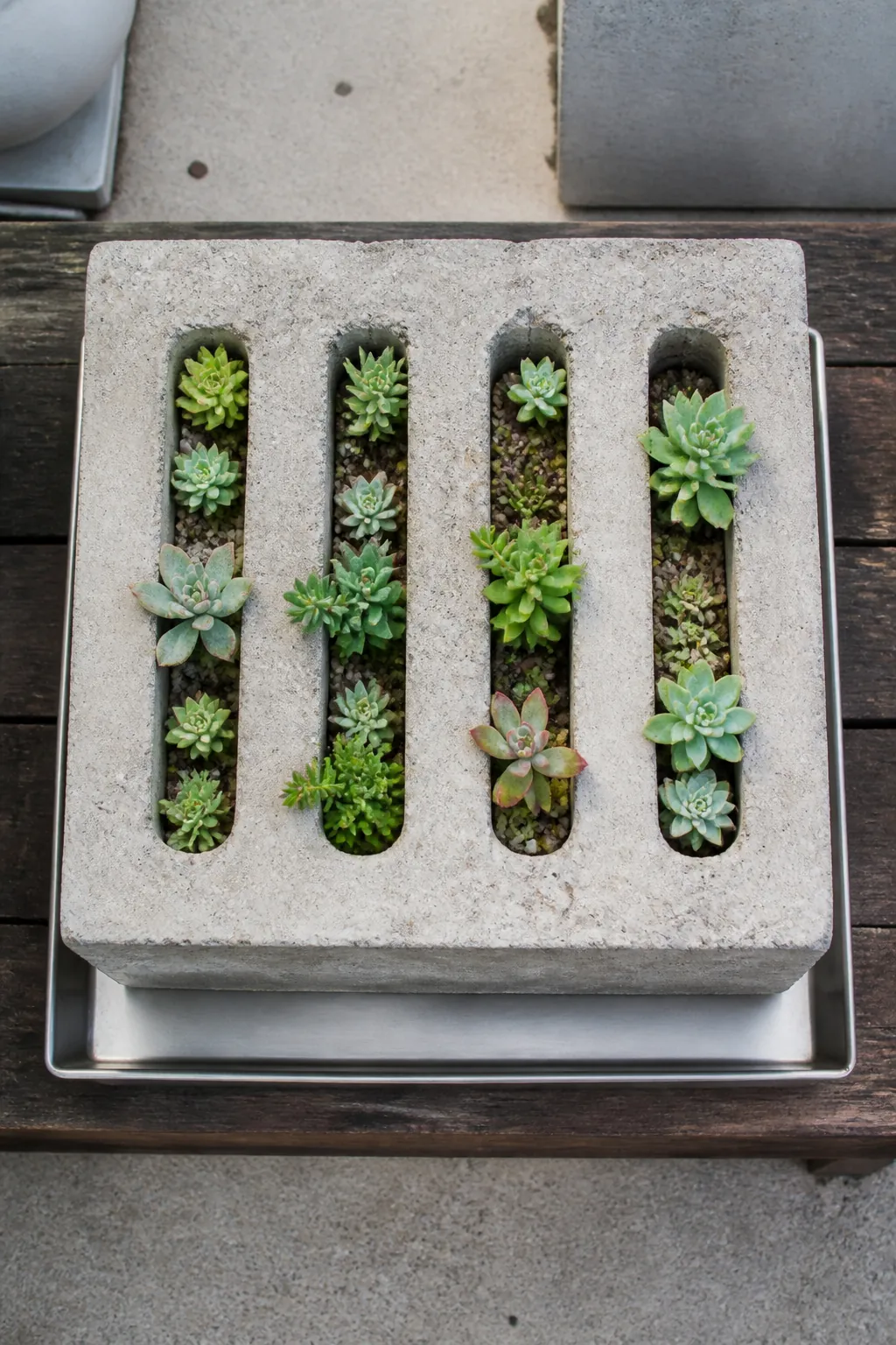 Small succulents arranged through a clean concrete drain grate