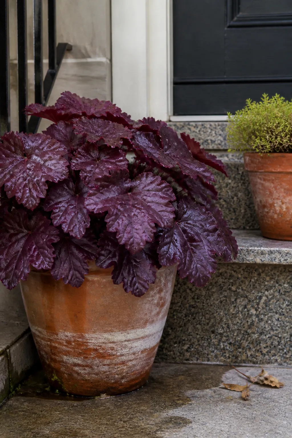 Burgundy heuchera foliage in a clay fall porch planter