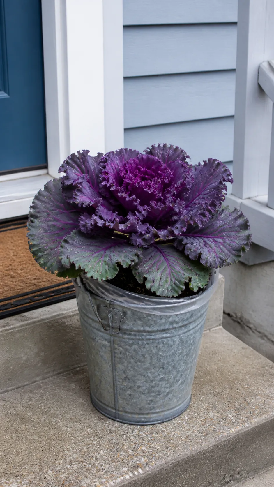 Single affordable ornamental kale in a reused porch pot
