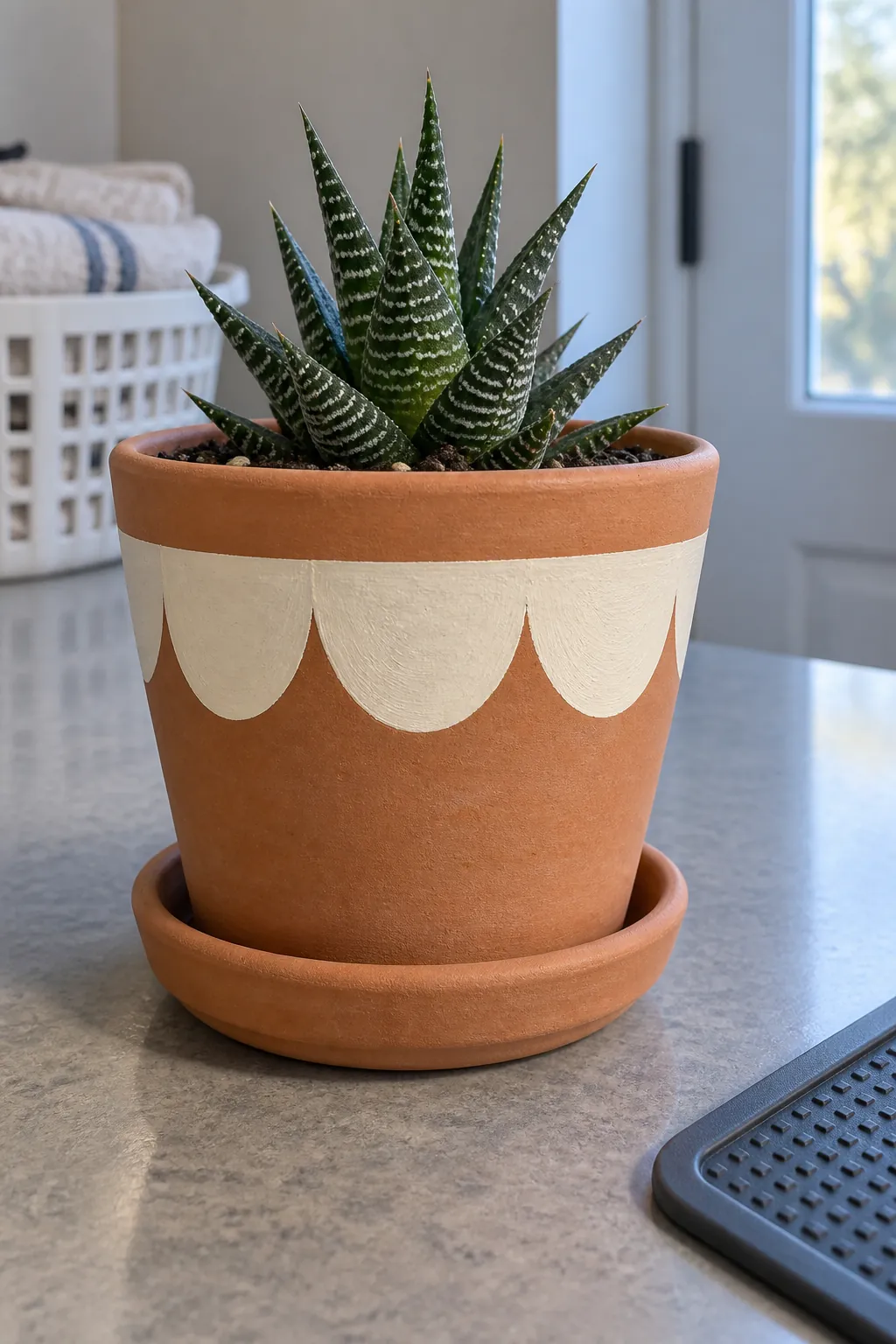 Large cream scallops painted around an upright clay pot with a small haworthia