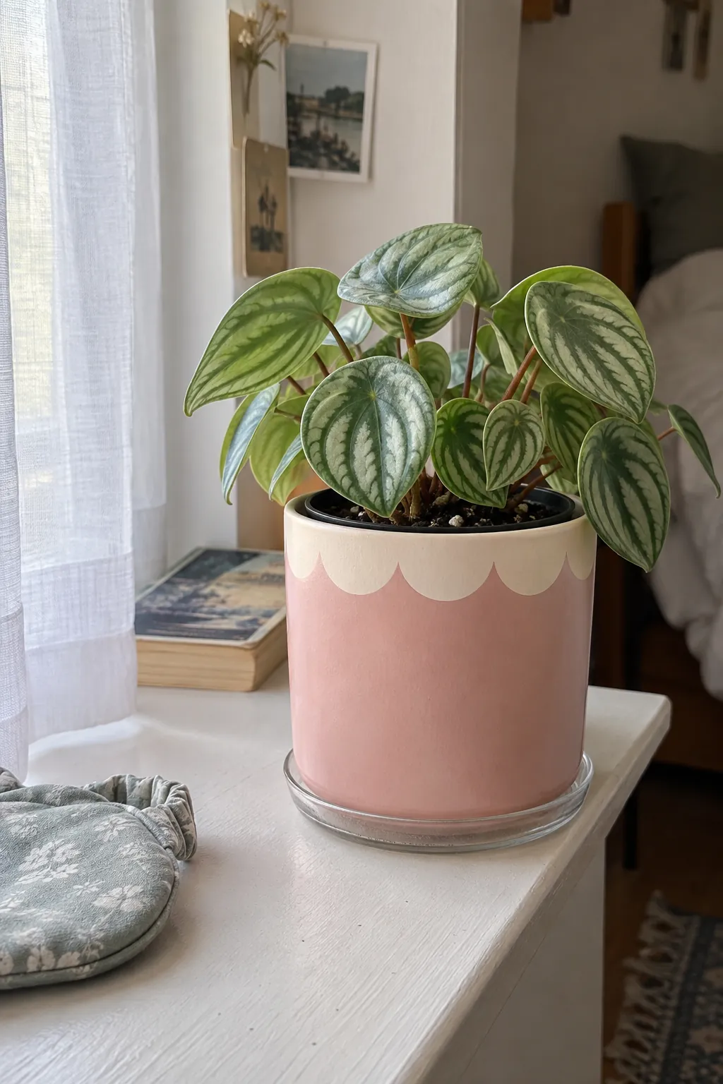 A blush pink cylindrical ceramic cachepot with a cream scalloped painted border just below its plain circular lip, planted with compact watermelon peperomia