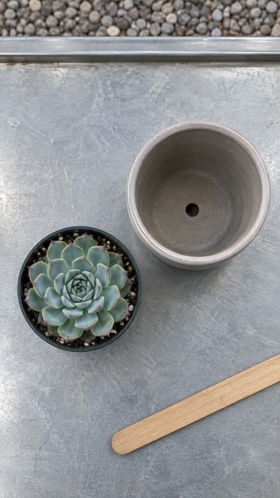 A small echeveria in a nursery container beside an empty modestly wider ceramic pot on a greenhouse potting bench, seen from directly overhead to compare the openings.