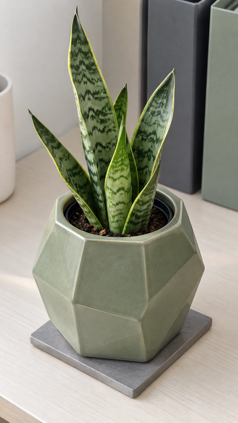 a muted green faceted geometric ceramic pot with a small snake plant in an office shelf with a pale laminate surface