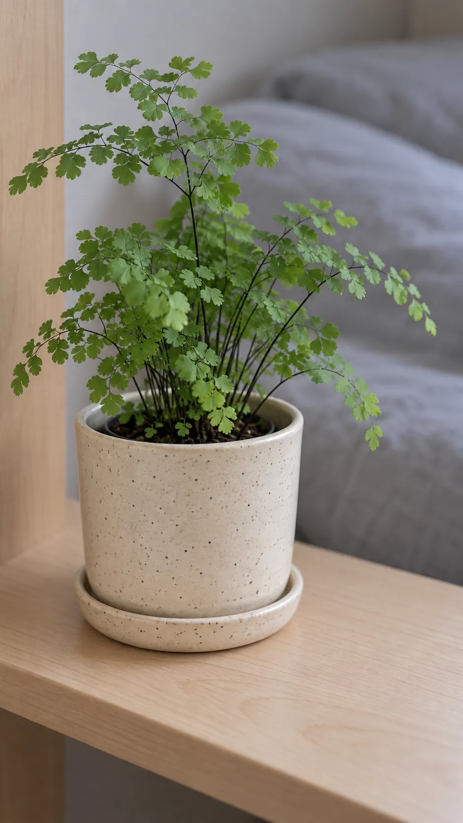 a cream stoneware pot with restrained natural speckles and a small maidenhair fern in a bedroom shelf with a light maple finish