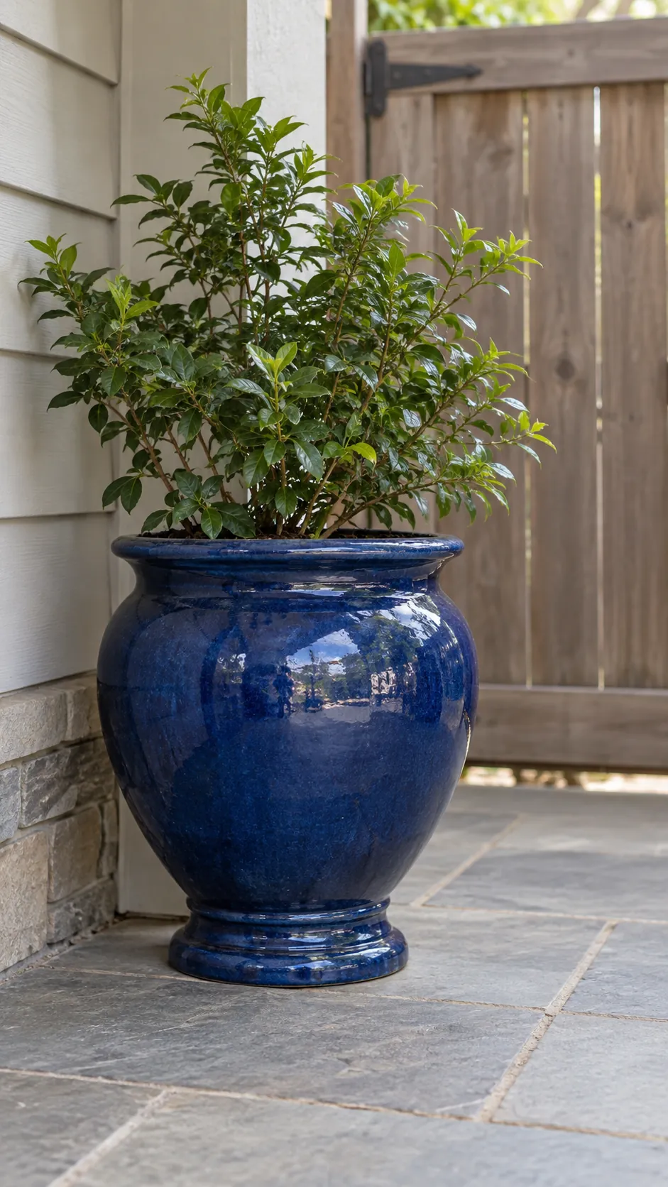 a deep blue ceramic garden urn holding a modest leafy outdoor plant in a sheltered paved porch corner under an overhang