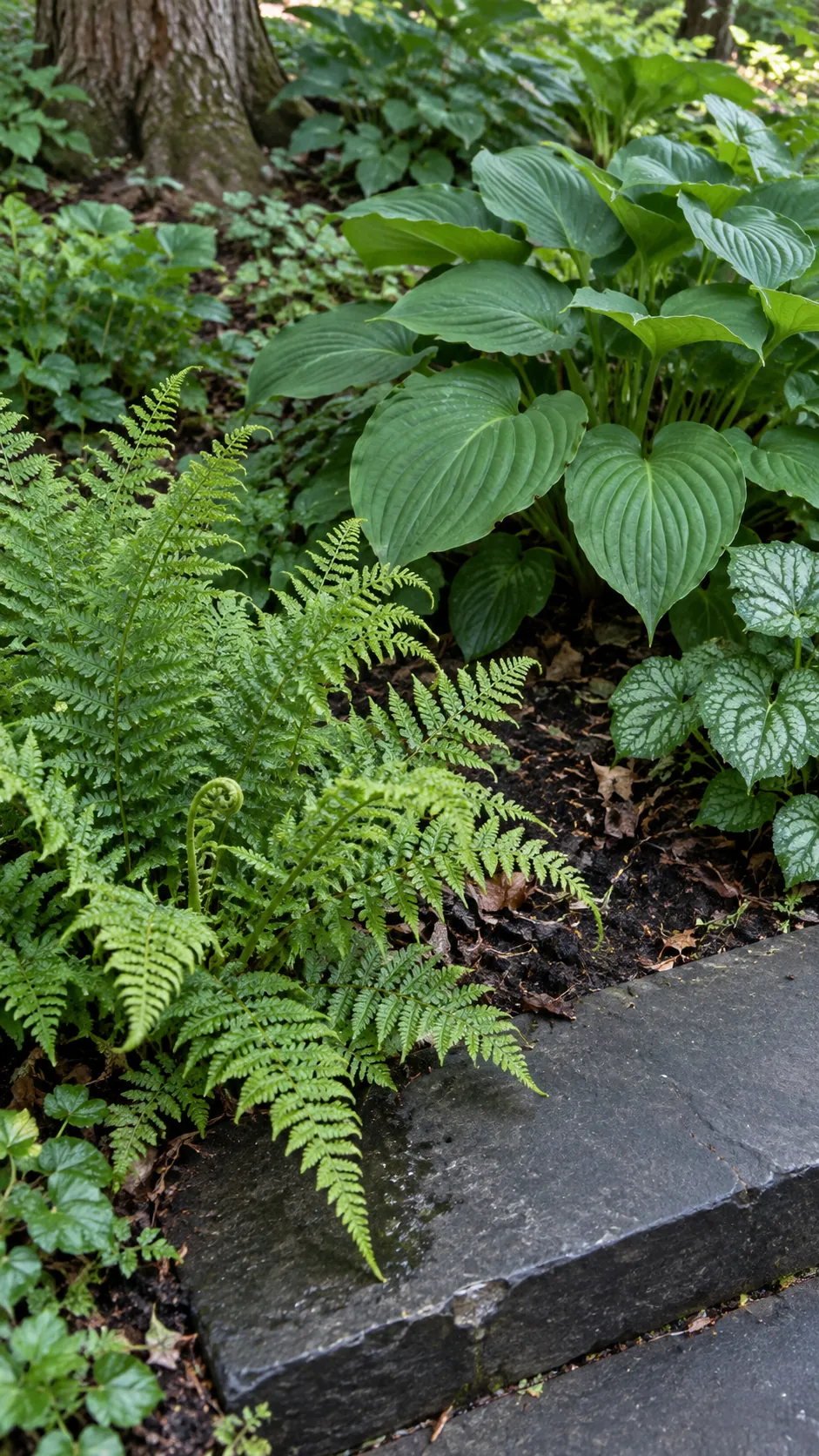 Layered fern and broad leaf foliage in a shaded side bed