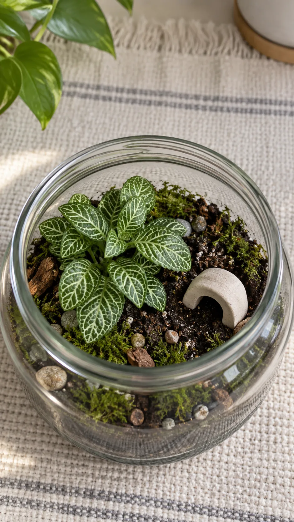 A small terrarium with one removable plain ceramic accent