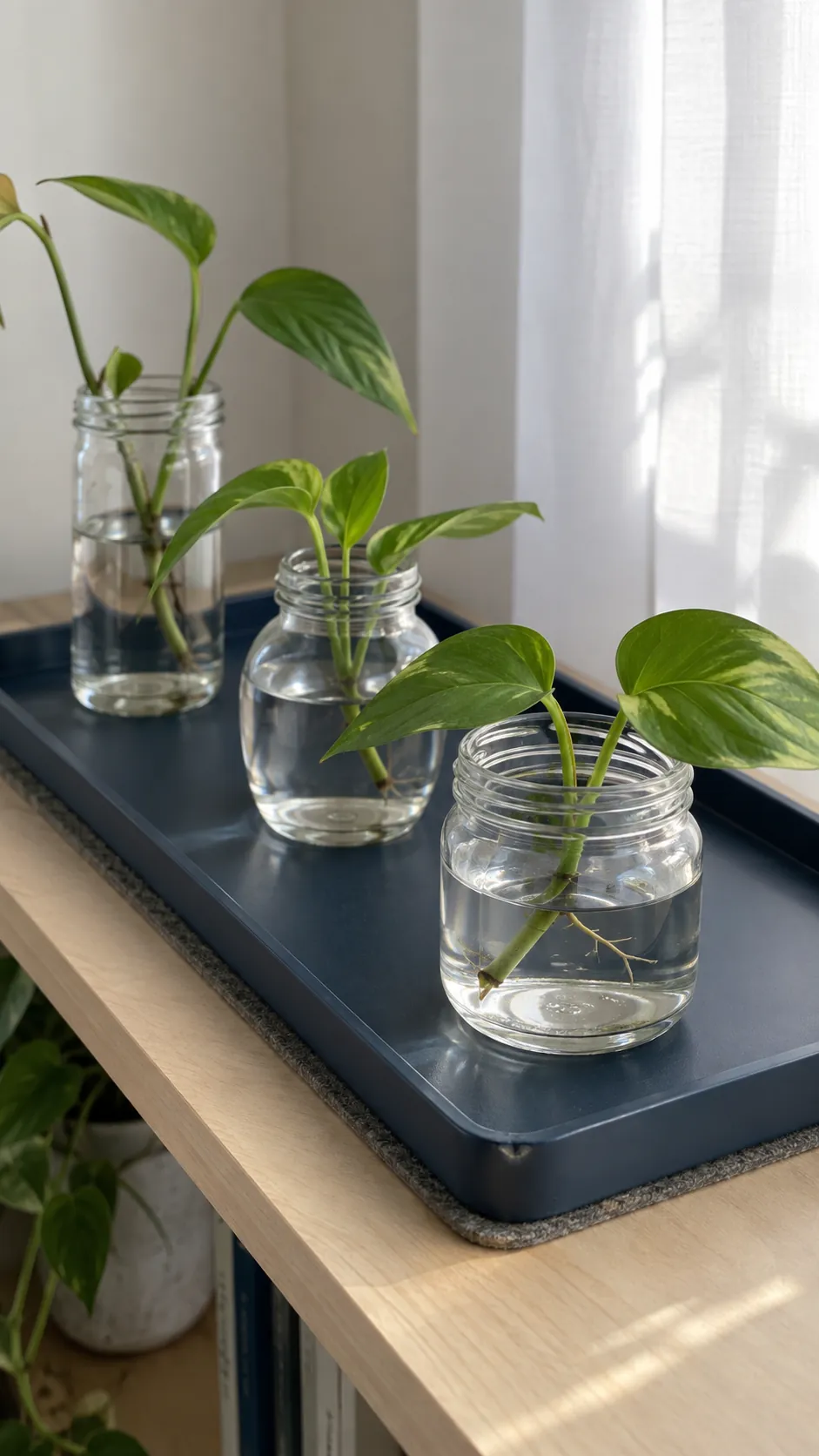 A few separate propagation jars on a stable waterproof tray