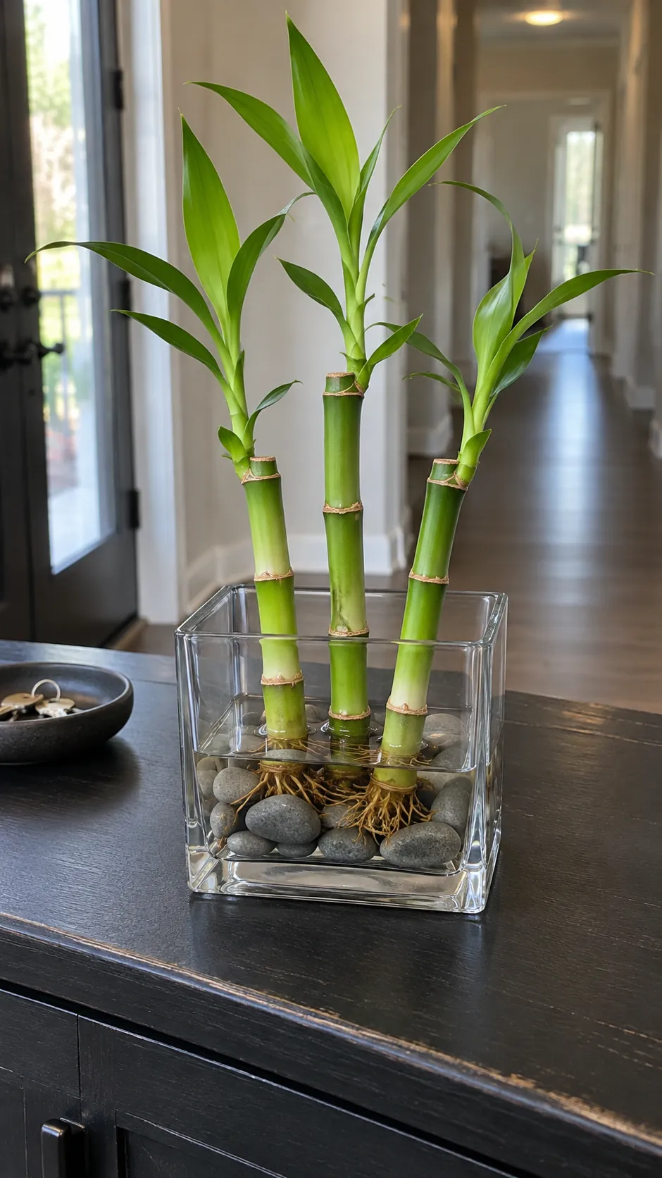 Lucky bamboo with a clearly limited water level