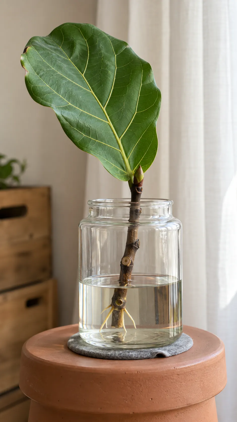 A fiddle leaf fig stem with a visible growing point