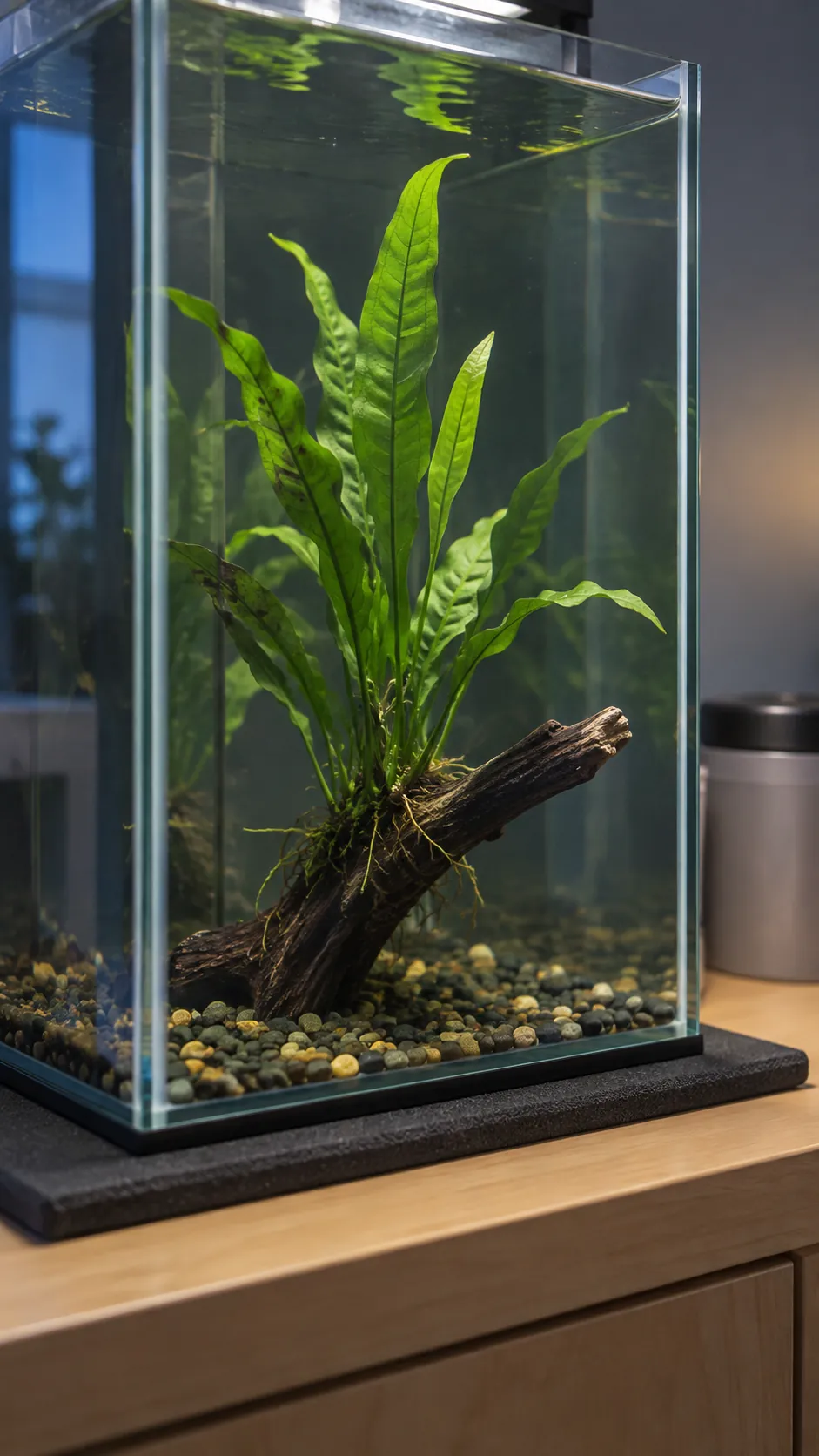 Java fern rooted onto aquarium wood