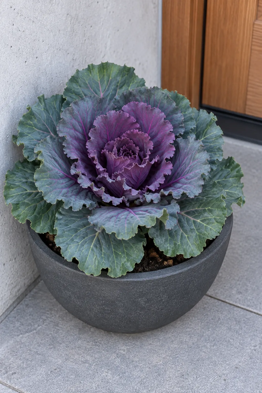 Try Ornamental Cabbage for Leaf Texture