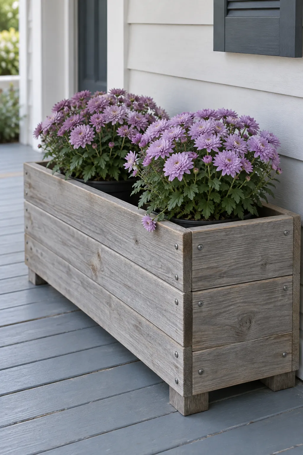 Lavender mums beside weathered cedar with fall mums on a front porch