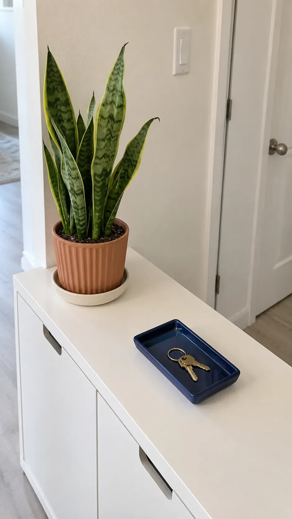 A Compact Plant That Stays Behind Its Pot on an entryway console with accessible keys